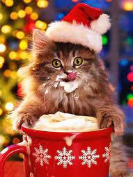 Cat with Hot Chocolate